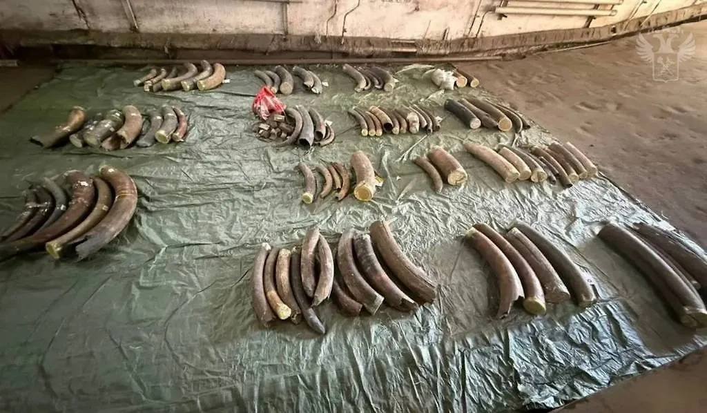 Обложка © Пресс-служба ФТС России