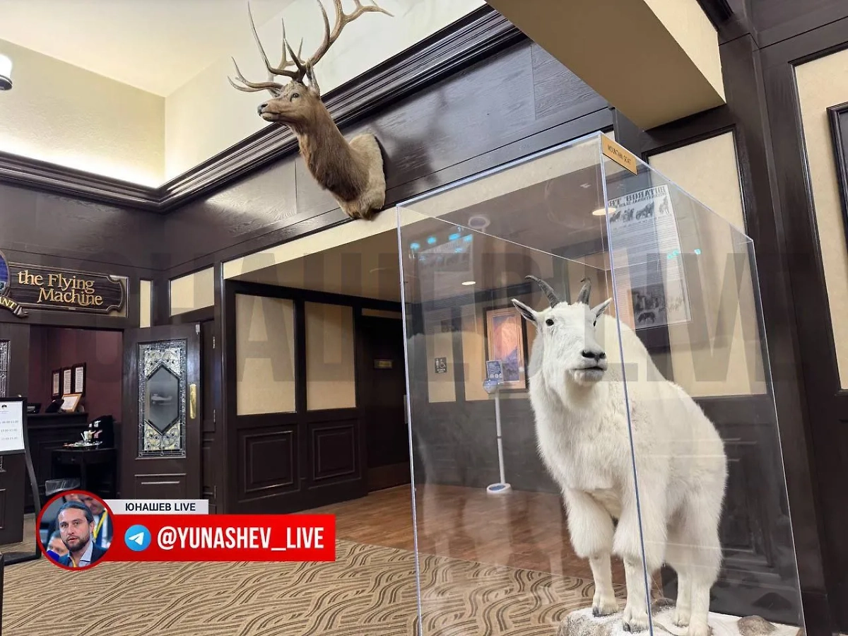 Чучела в отеле. Фото © Telegram / Юнашев Live