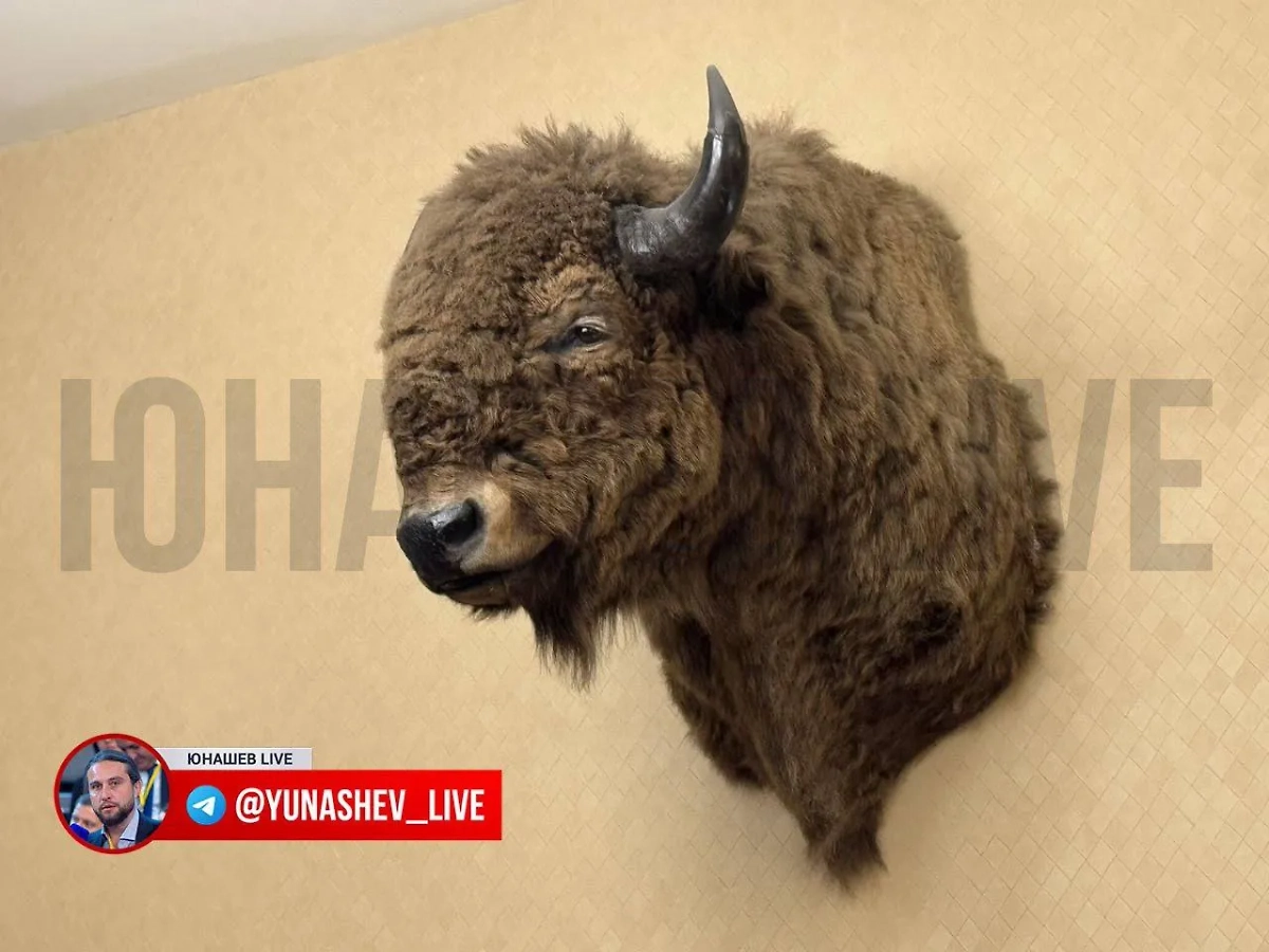 Чучело бизона в фойе гостиницы. Фото © Telegram / Юнашев Live