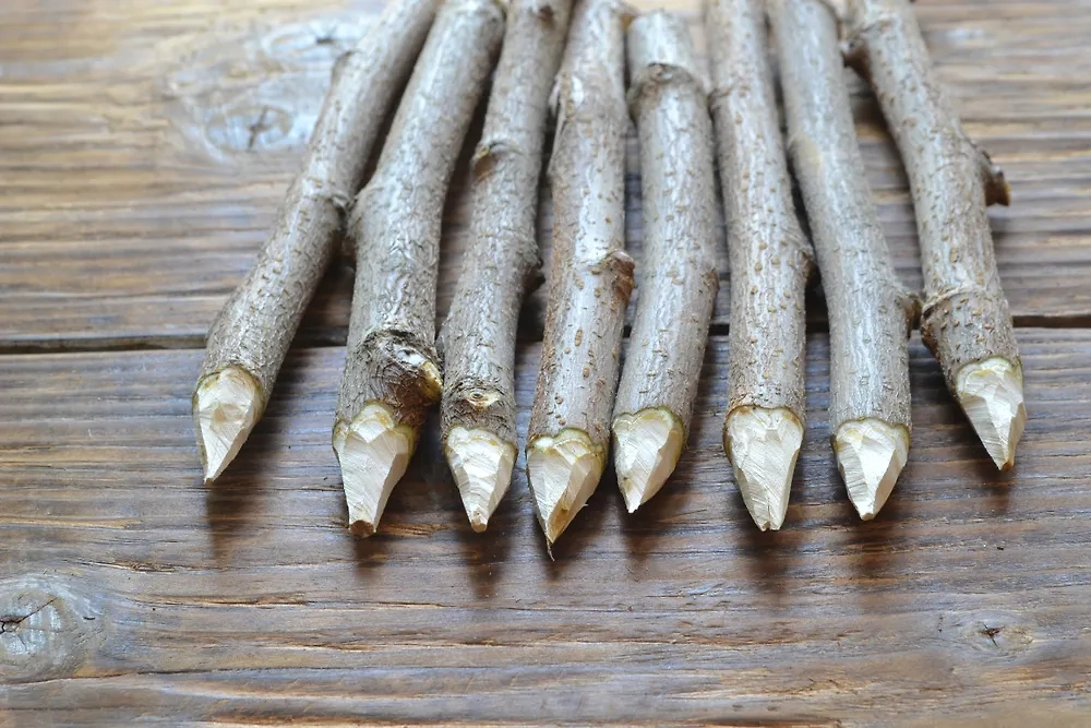 Обложка © Shutterstock / FOTODOM / Rubanitor