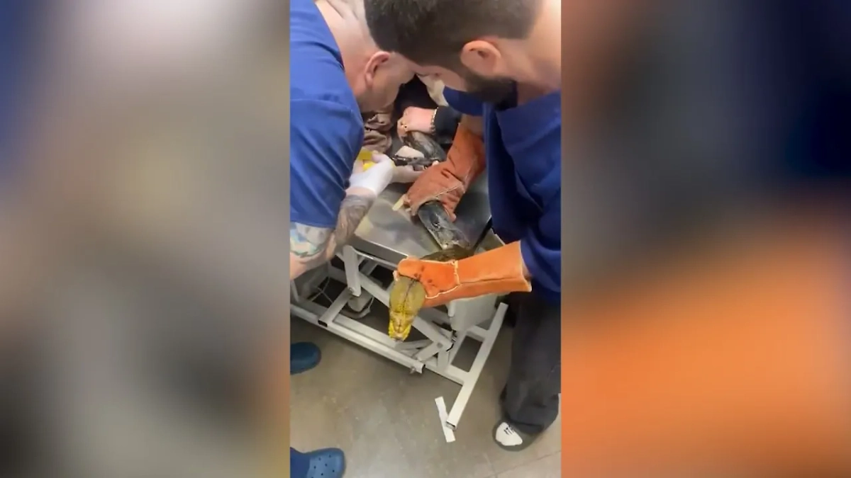 Питерские ветеринары провели операцию по спасению огромного питона Васи. Обложка © VK / Ветеринарная клиника «Бегемот», СПб, ВО