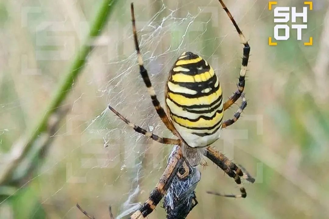 То ли паук, то ли оса: как выглядит Аргиопа Брюнниха. Обложка © SHOT