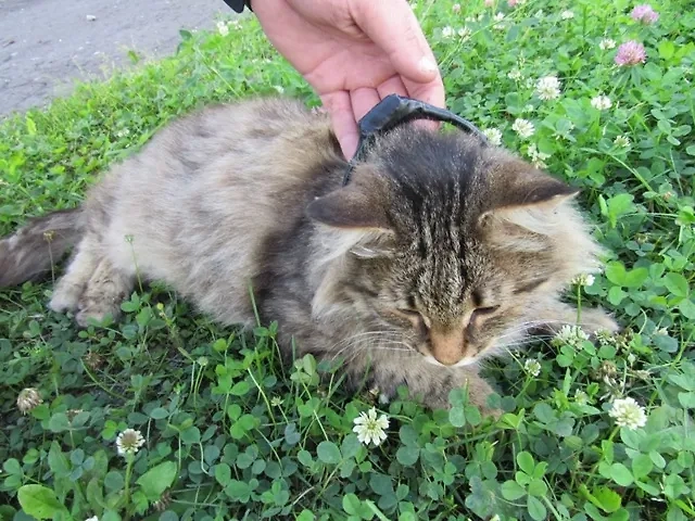 Обложка © VK / ГУФСИН России по Нижегородской области