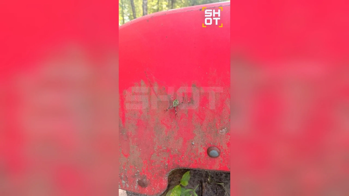 Паук-оса на детской площадке в Брянской области. Обложка © SHOT