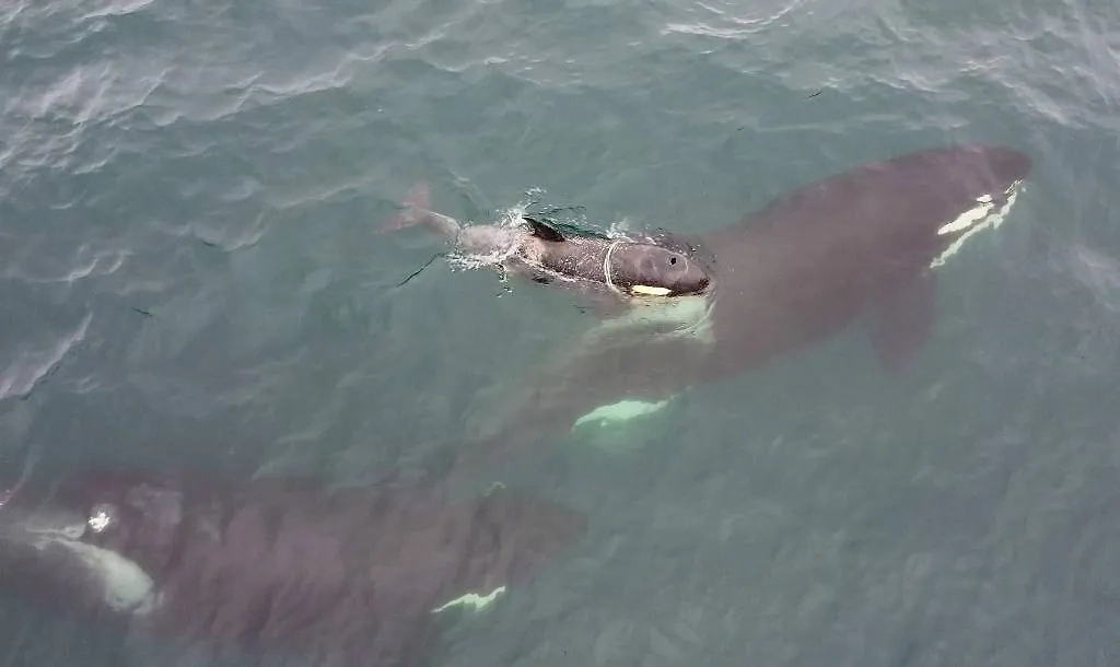 Обложка © VK / Косатки Авачинского залива