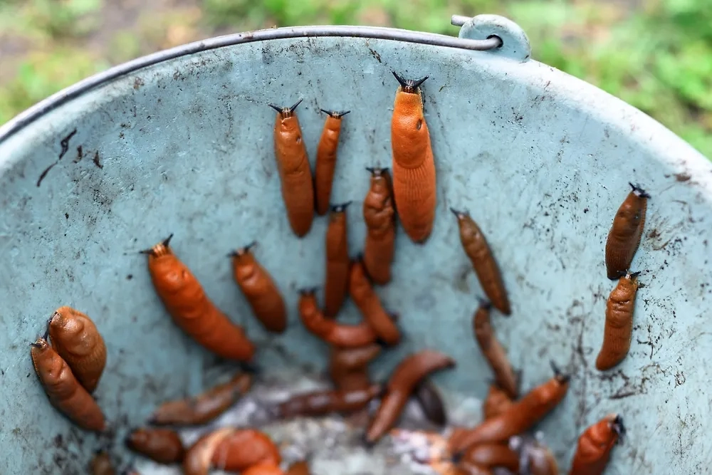 Как правильно уничтожать испанских слизней — инструкция. Фото © Shutterstock / FOTODOM / Smit