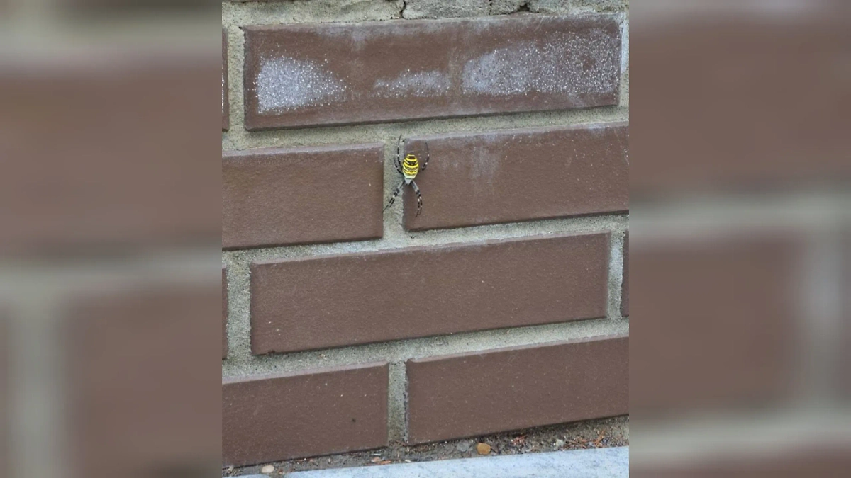 Паук-оса в Уфе. Обложка © SHOT