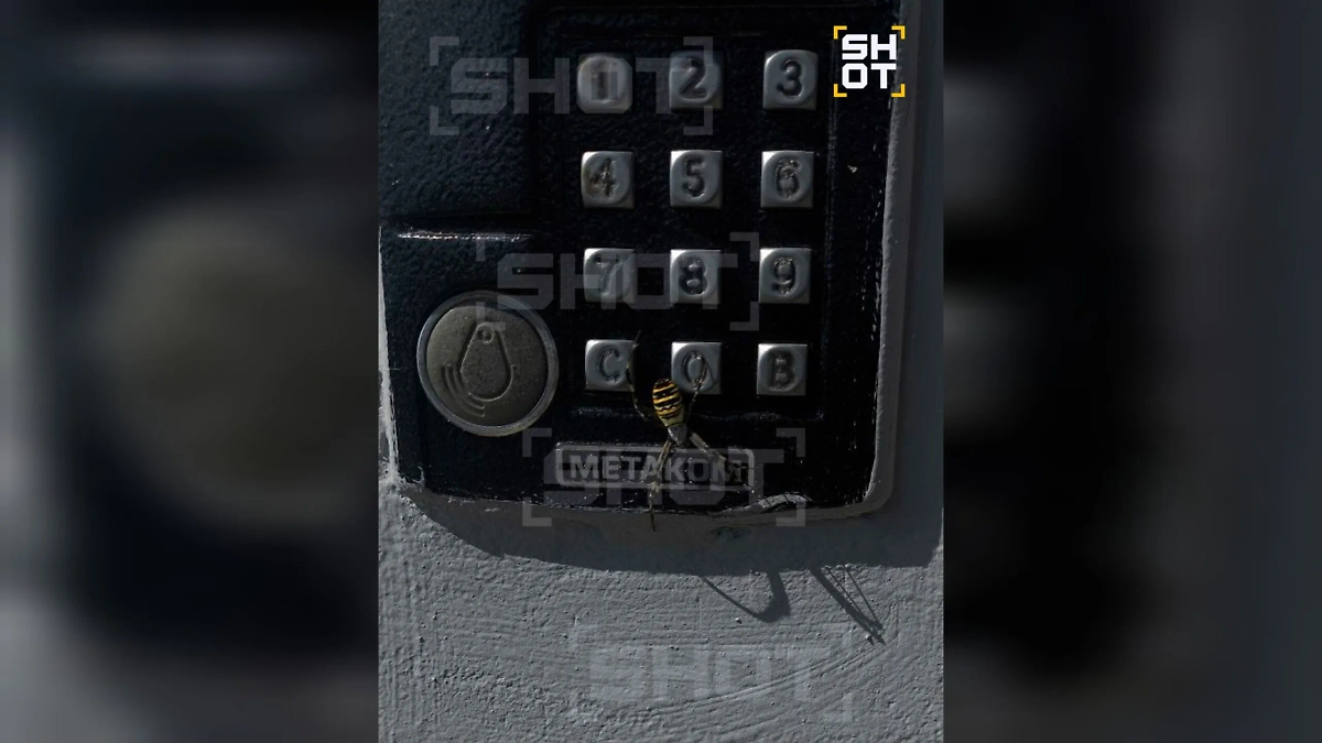 Паук-оса на домофоне во Владимирской области. Фото © SHOT