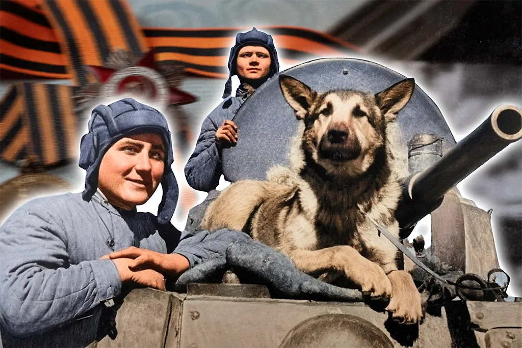 Сегодня, 19 августа, — День фронтовой собаки. Рассказываем, кто внёс следы своих лапок навсегда в историю России своим подвигом. Обложка © Коллаж © Life.ru, фото © Shutterstock / FOTODOM / GIOIA PHOTO, © ТАСС / Эммануил Евзерихин