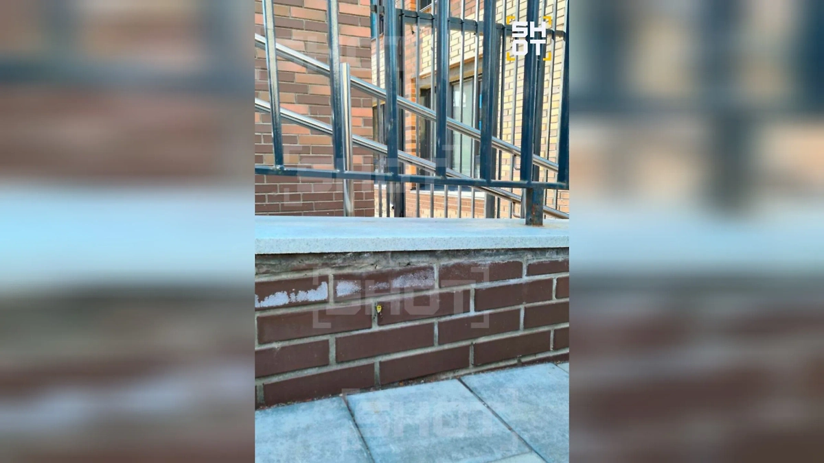 Паук-оса в Уфе. Фото © SHOT