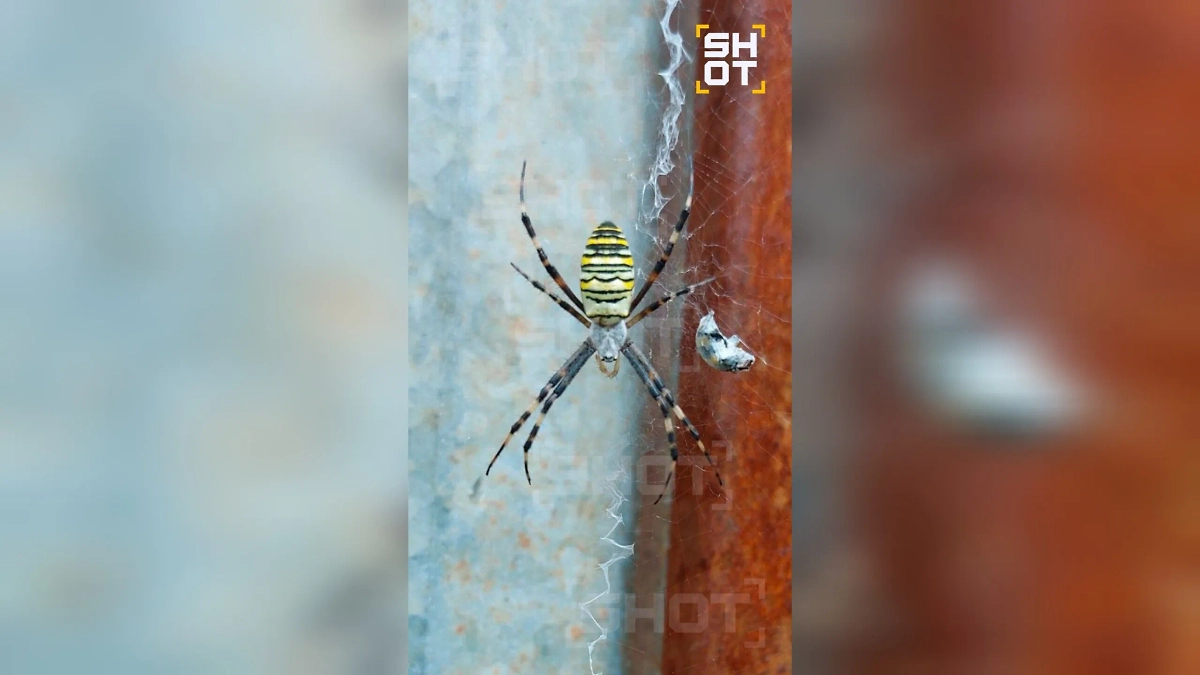 Паук-оса. Фото © SHOT