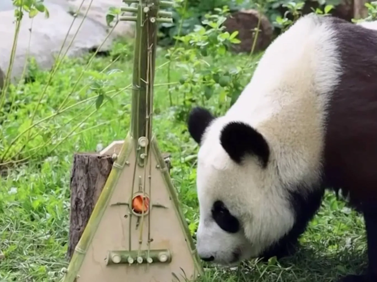 Обложка © Telegram/Московский зоопарк