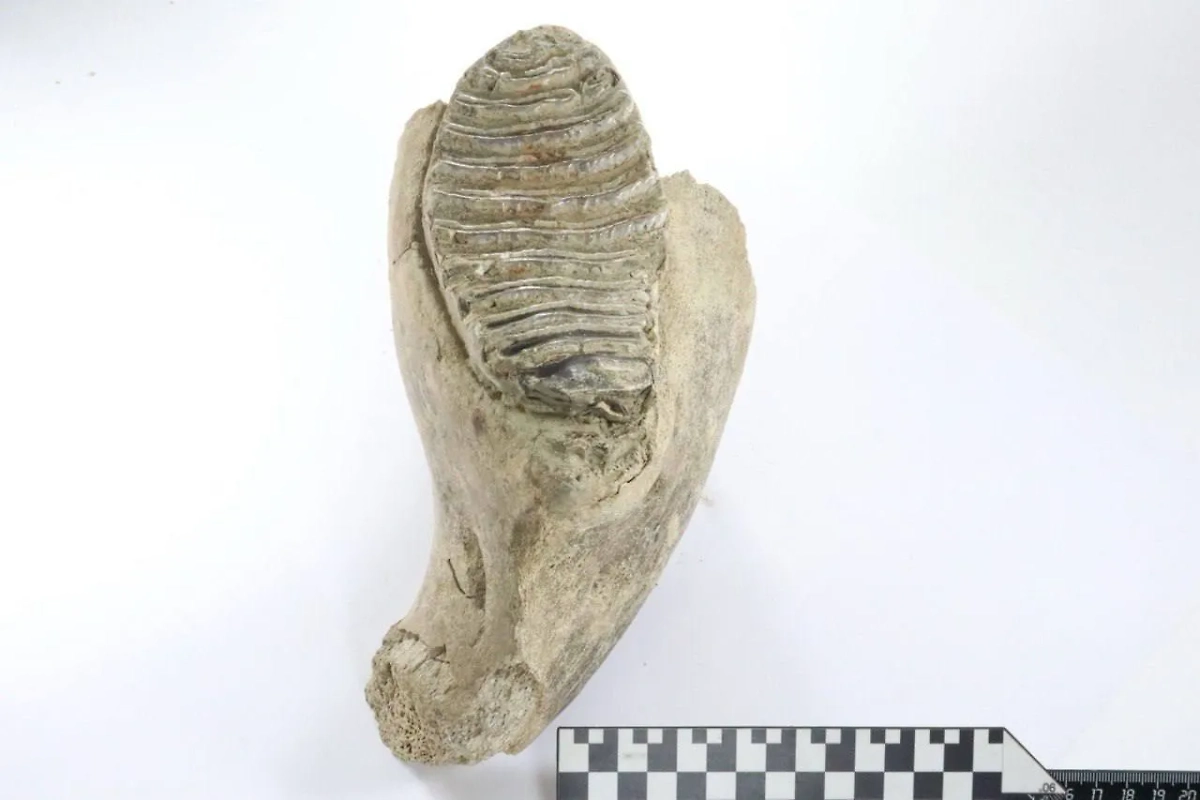 В Нижнем Новгороде в центре города обнаружили зуб мамонта. Фото © Telegram/Глеб Никитин