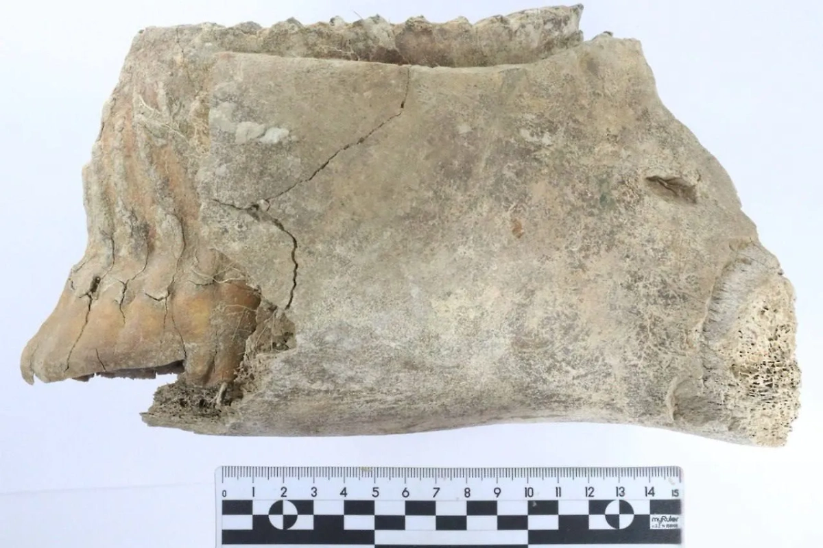 В Нижнем Новгороде в центре города обнаружили зуб мамонта. Фото © Telegram/Глеб Никитин