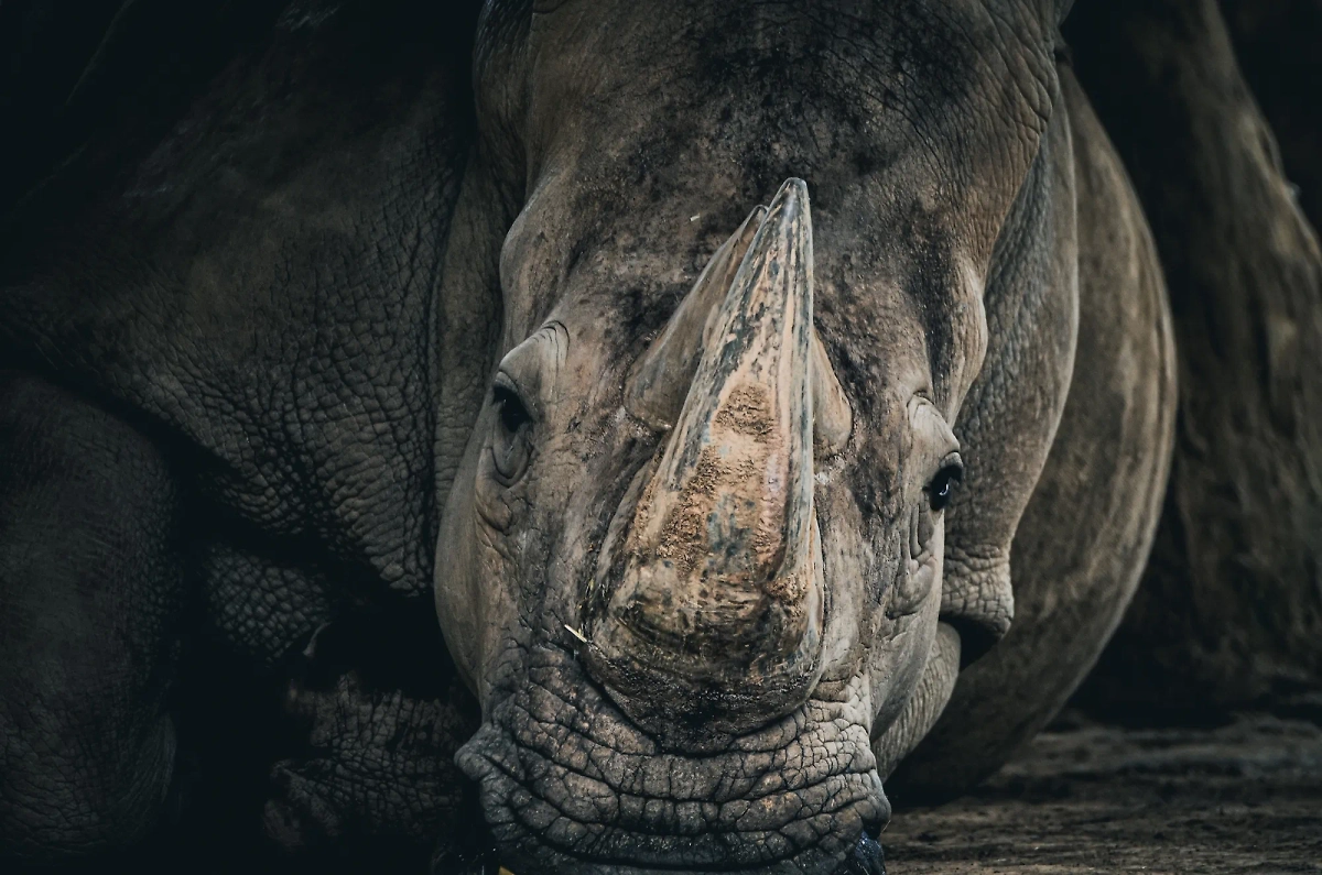 Обложка © Shutterstock / FOTODOM / Mario Rusly