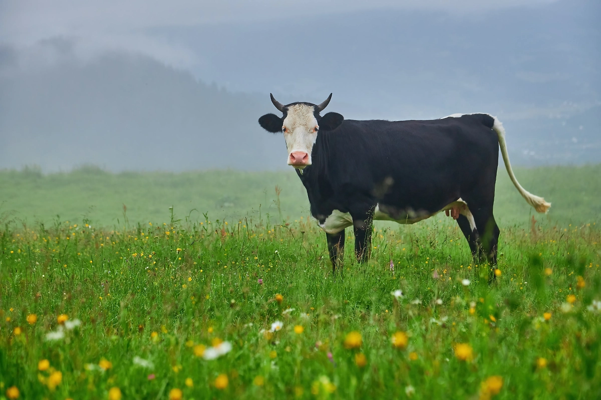 Обложка © Shutterstock / FOTODOM / Ryzhkov Oleksandr