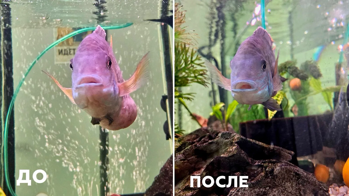 Специалисты зеленоградской ветклиники оказали помощь рыбе. Фото © Telegram / Моя Ветклиника