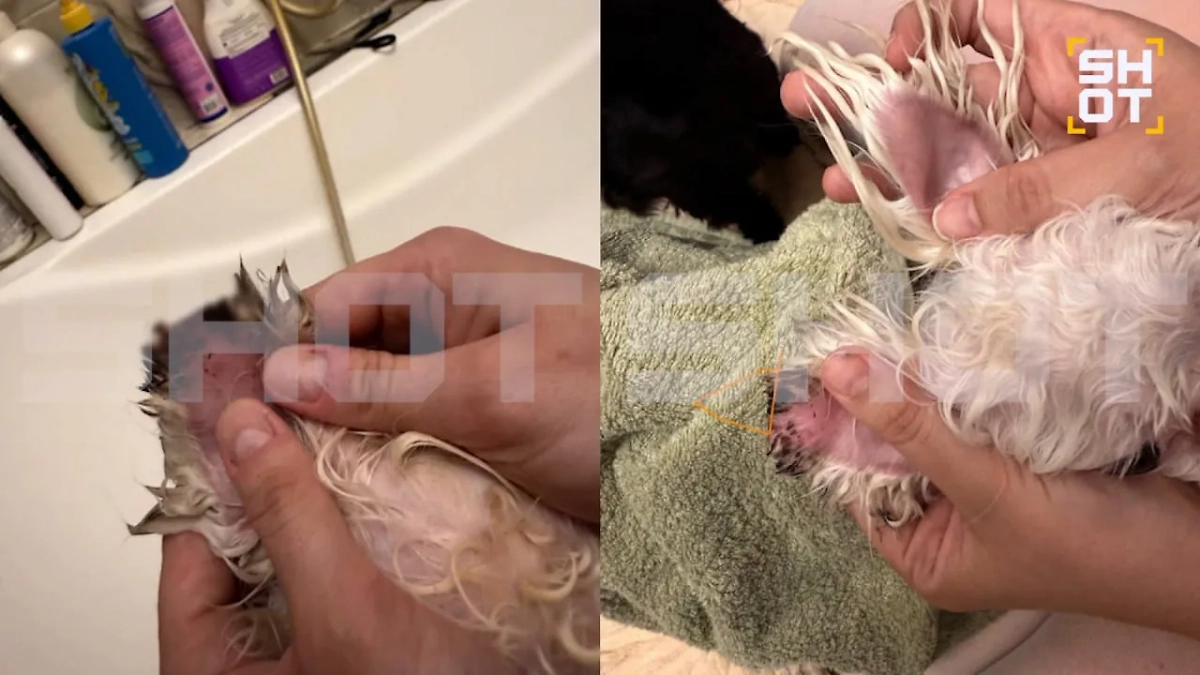 Грумер случайно отстриг ухо мальтийской болонке в Москве. Фото © Telegram / SHOT