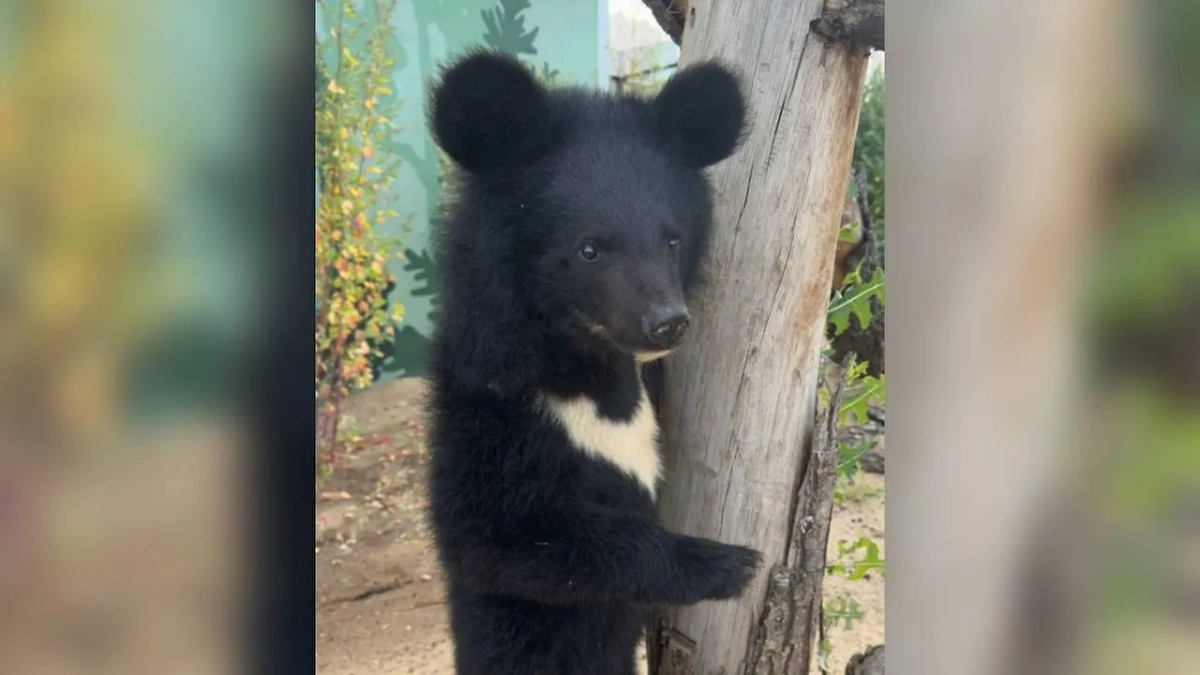 Медведица Мика. Обложка © Telegram / «Пермский край» 