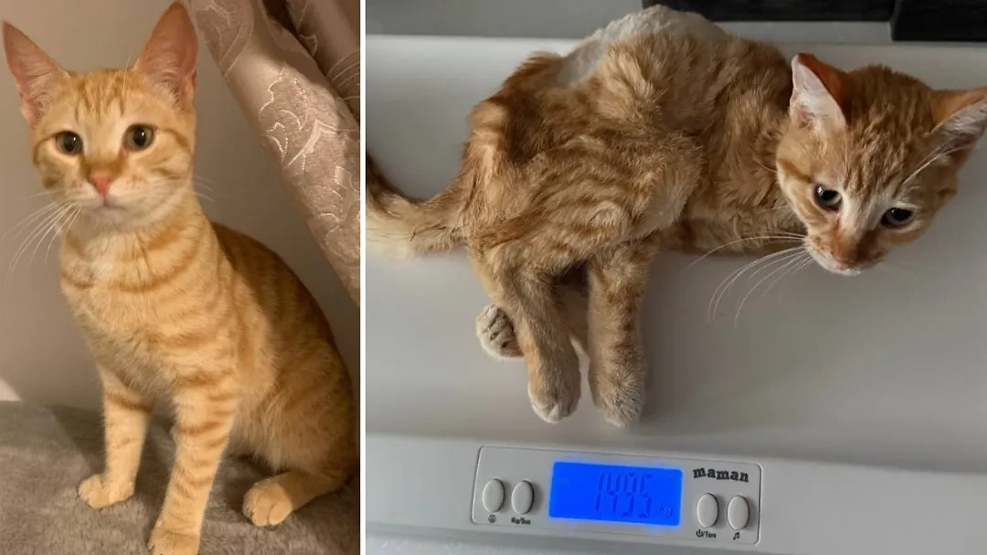 Кот Джек. Обложка © Telegram / Mash