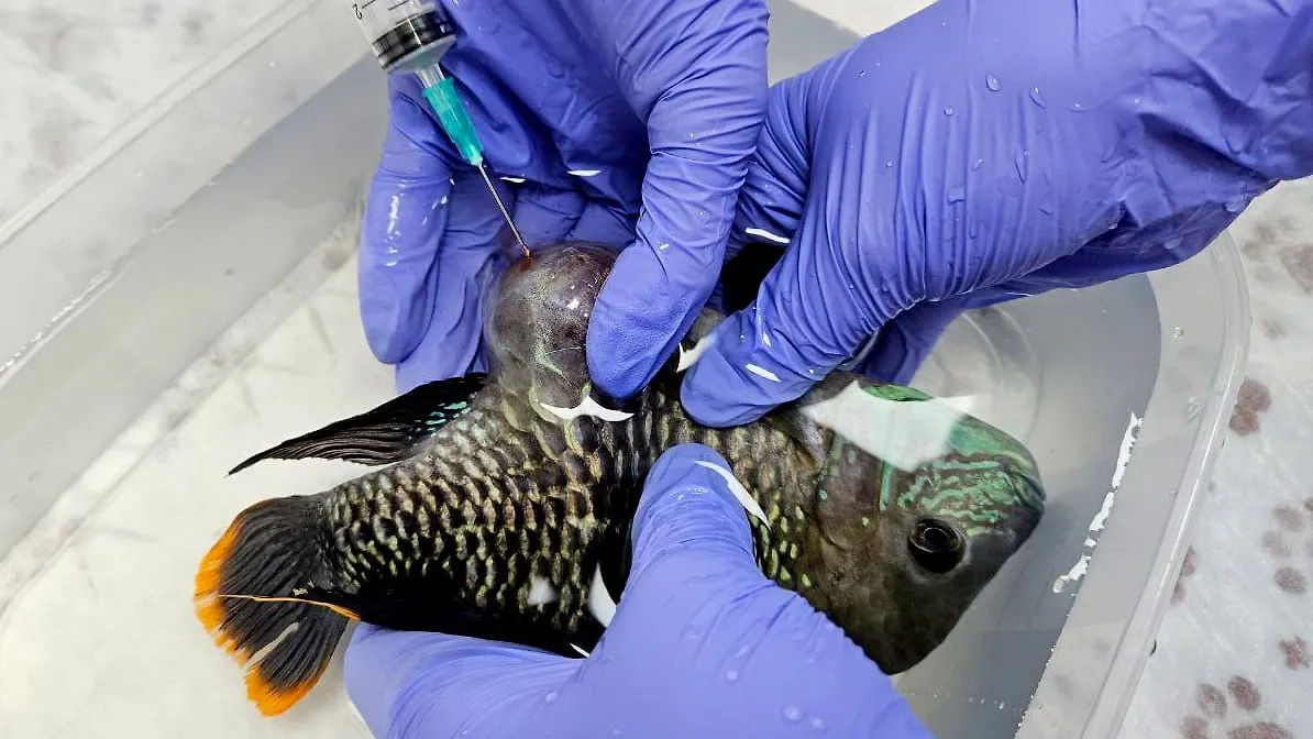 Специалисты зеленоградской ветклиники оказали помощь рыбе. Фото © Telegram / Моя Ветклиника 