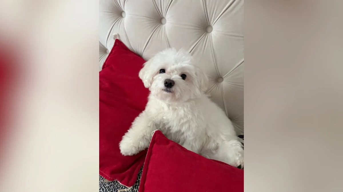 Грумер случайно отстриг ухо мальтийской болонке в Москве. Обложка © Telegram / SHOT