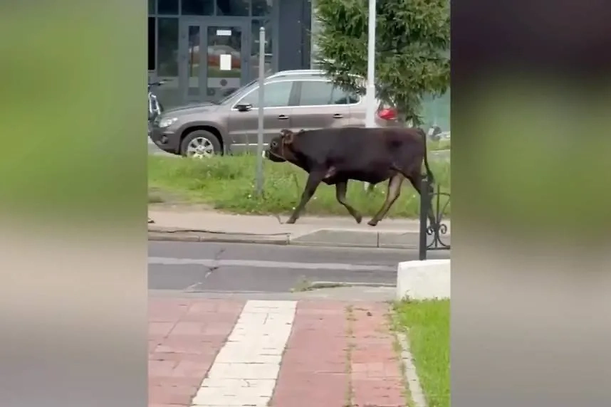 Животное на свободном выпасе заметили в центре города, на улице Побратимов. Обложка © Telegram / ЛЮБЕРЦЫ⚡️Live