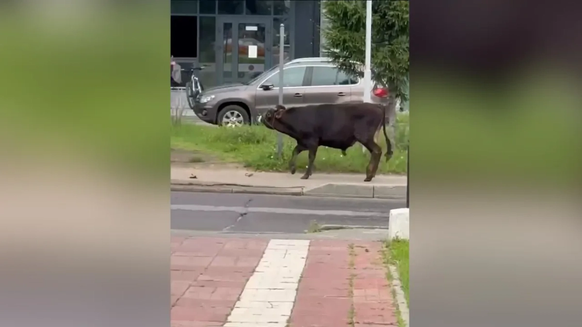 В Люберцах по улице разгуливает бык. Обложка © Telegram / ЛЮБЕРЦЫ⚡️Live