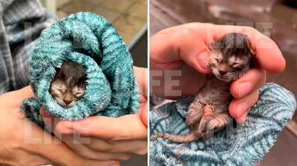В Чертаново нашли новорождённого котёнка под капотом машины. Фото © Life.ru