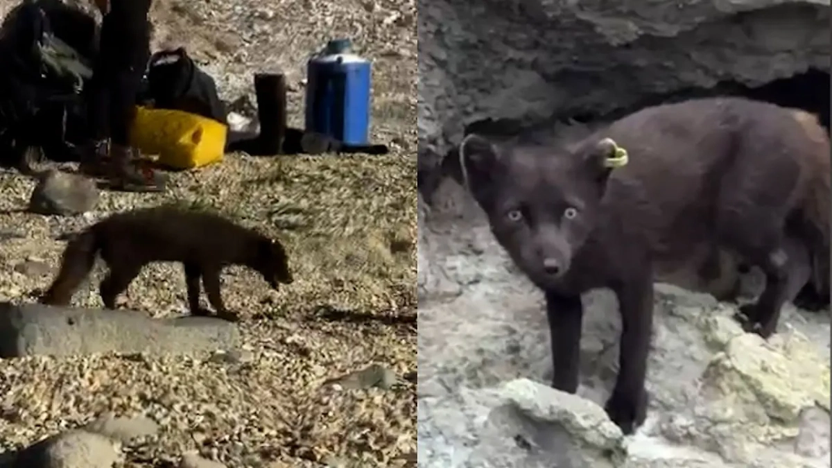 Экспедиция на острова Ушишир впервые за много лет изучила медновских песцов. Обложка © VK / Московский зоопарк / Moscow zoo