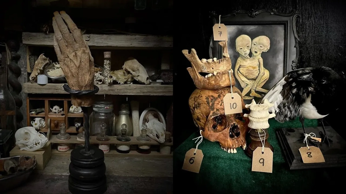 В Британии из-за пробелов в законе мужчина торгует останками людей в магазине. Фото © Instagram (признан экстремистской организацией и запрещён на территории Российской Федерации)/ curiositiesfromthe5thcorner