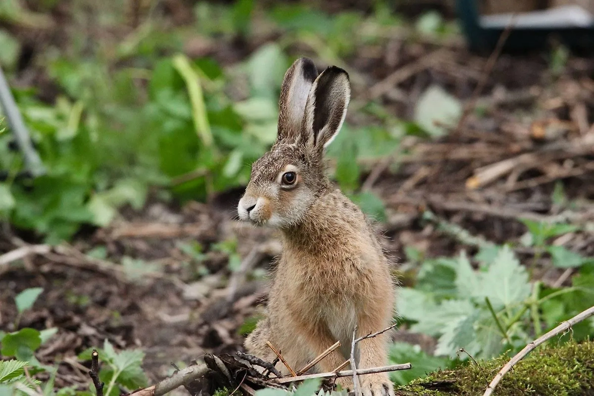 Фото © Пресс-служба Департамента природопользования и охраны окружающей среды города Москвы