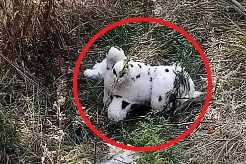 Обложка © Telegram/Говорит Ганчев