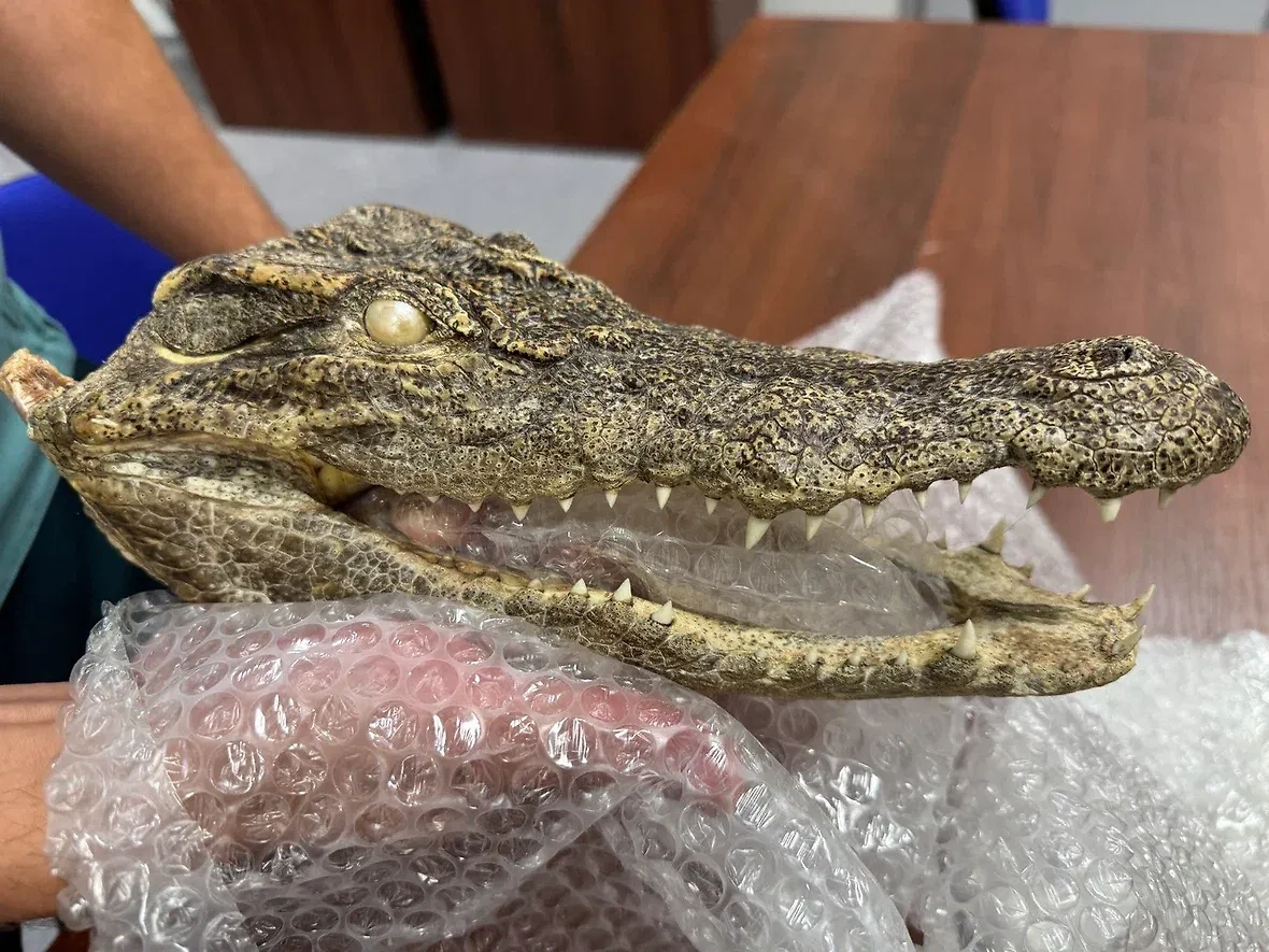 Турист привёз из Вьетнама голову крокодила для коллекции. Обложка © Предоставлено Life.ru пресс-службой ФТС России.