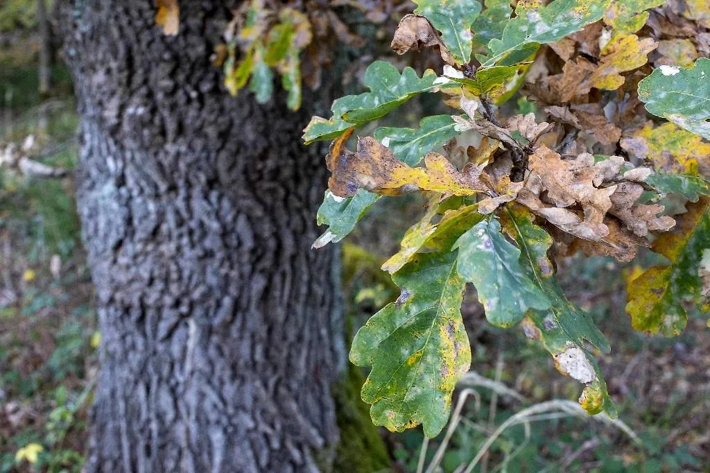 Не нужно быть семи пядей во лбу, чтобы догадаться: рану необходимо обеззаразить. Фото © ТАСС / IMAGO / Smith