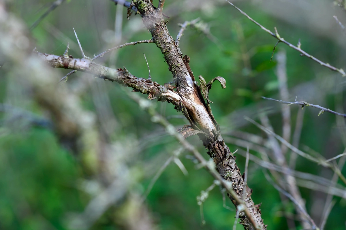 Кора крушины тоже помогает расправиться с проблемами деликатного характера. Фото © ТАСС / dpa / picture-alliance / Jens Büttner