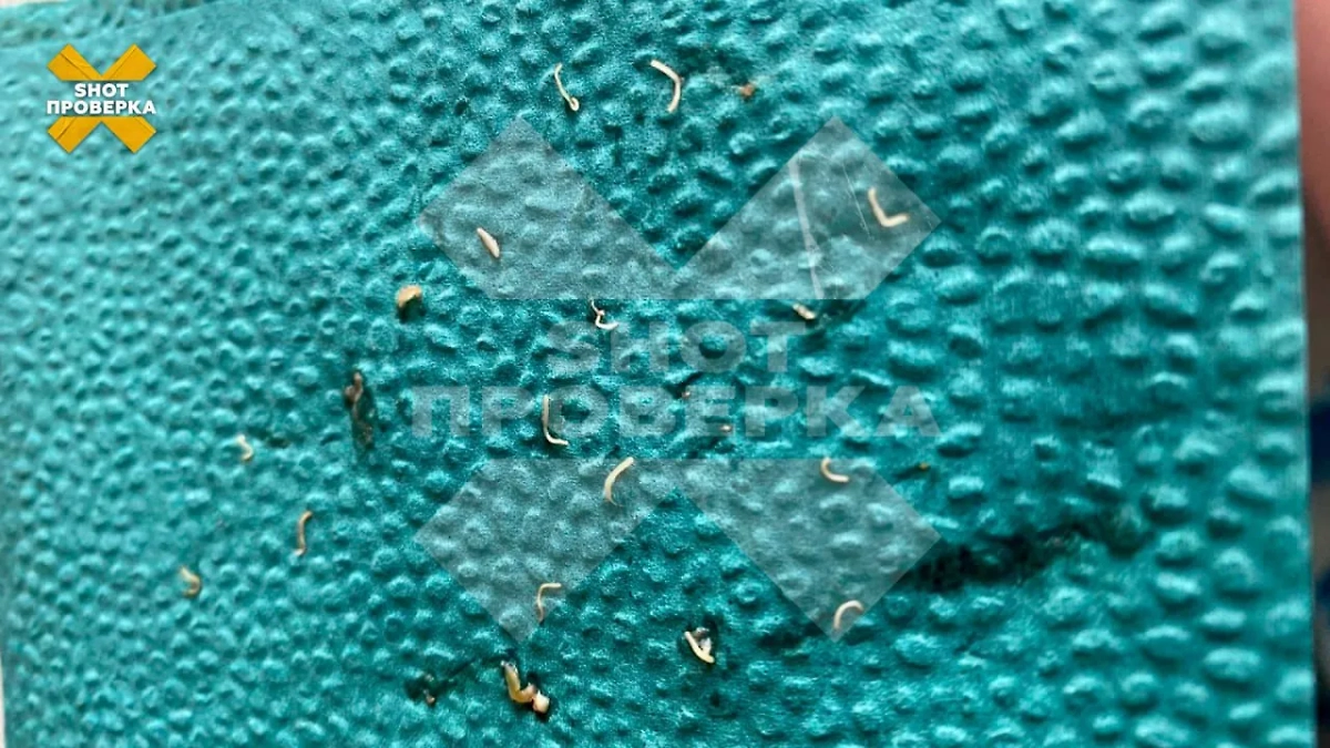 Черви. Фото © Telegram / SHOT ПРОВЕРКА