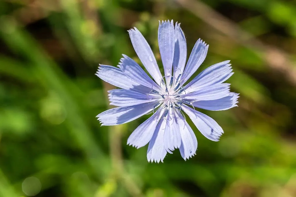 Цикорий — отличное средство, которое в целом повышает выносливость вашей пищеварительной системы. Фото © ТАСС / IMAGO / Silas Stein