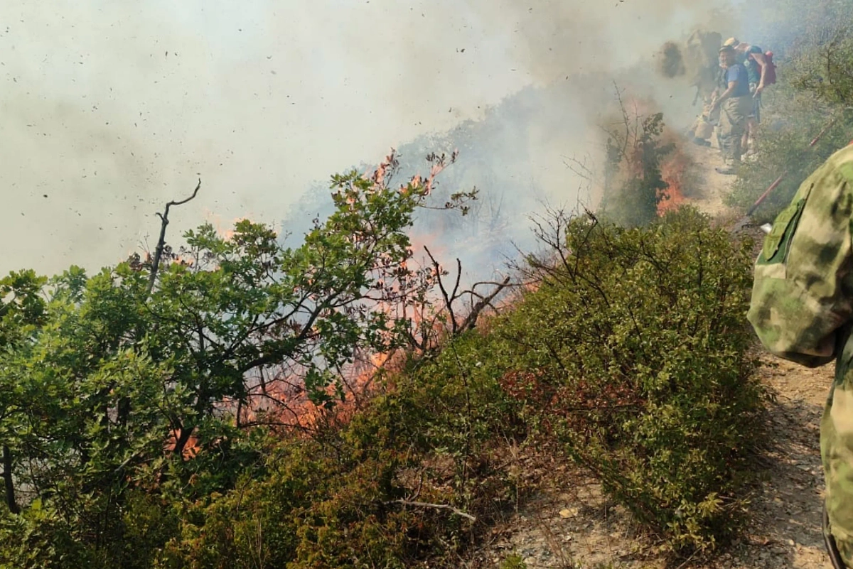 Лесной пожар под Анапой. Фото © Telegram / ГБУ КК «Краевой лесопожарный центр»