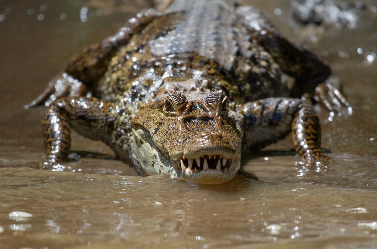 Обложка © freepik / wirestock