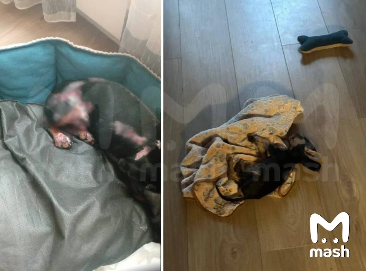 Собаки, замученные Левдой. Фото © Telegram / Mash