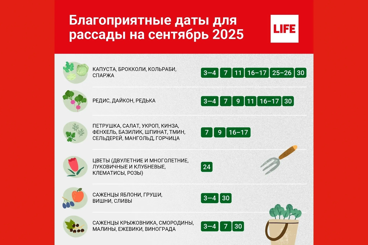 Посевной календарь на сентябрь — какие будут благоприятные дни и для каких культур? Инфографика © Life.ru