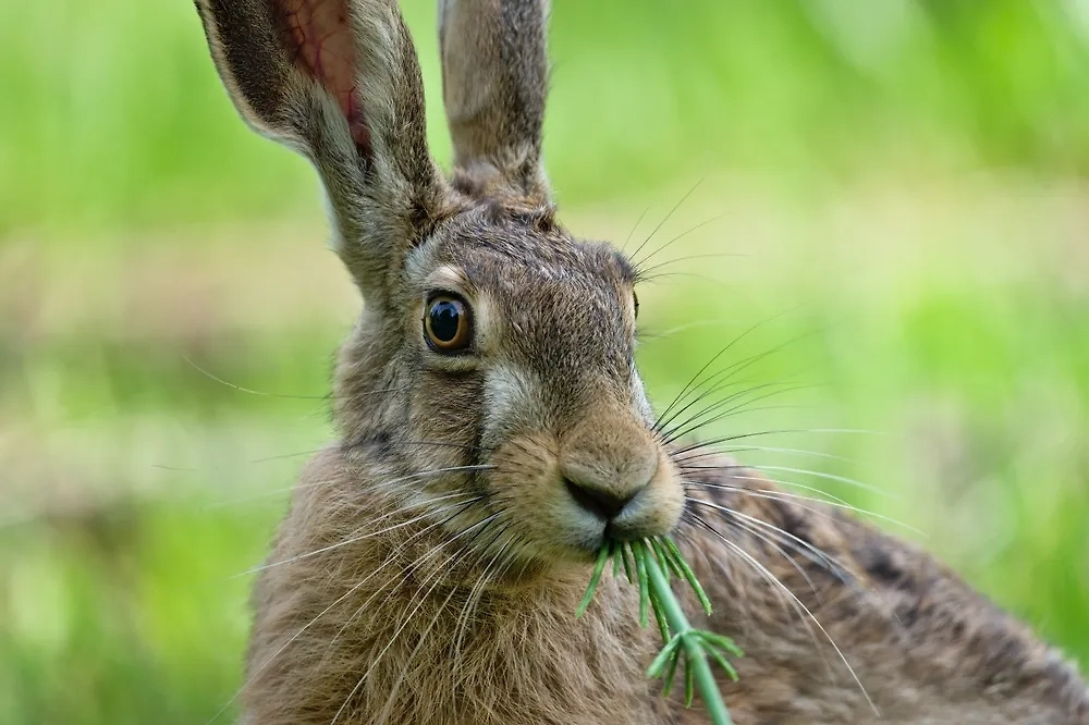Календарь садовода на сентябрь не появился бы без этих народных примет. Фото © Shutterstock / FOTODOM / czjonyyy