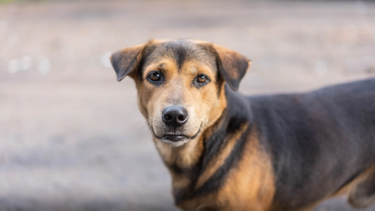 Обложка © Shutterstock / FOTODOM / Nathan The Newbie
