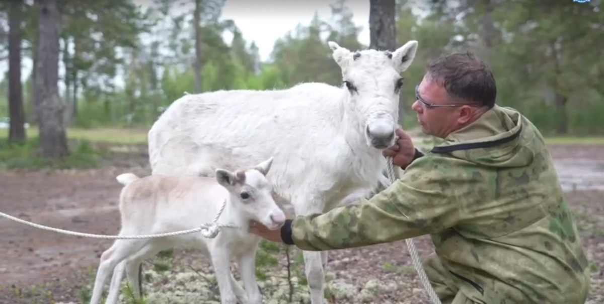 Северный оленёнок и его мама, подаренные Владимиру Путину. Обложка © Telegram / ЯМАЛ. Официально 