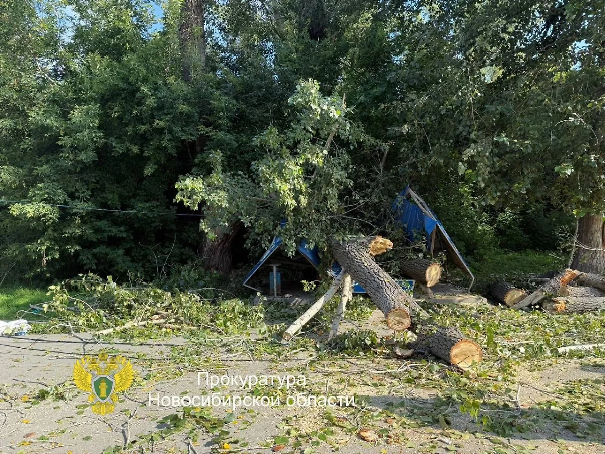 Уборка упавшего в Новосибирске дерева. Фото © Telegram / Прокуратура Новосибирской области