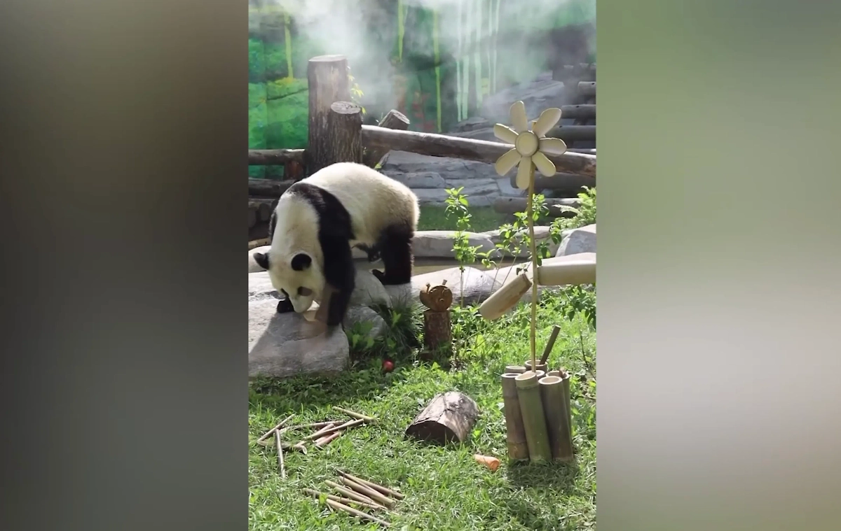 Обложка © Telegram / Московский зоопарк