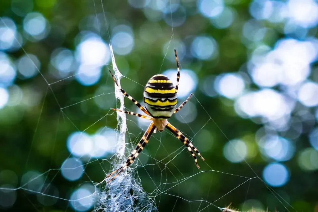 Паук-оса. Обложка © freepik / wirestock