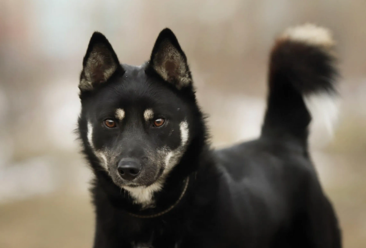 Обложка © Приют Getdog