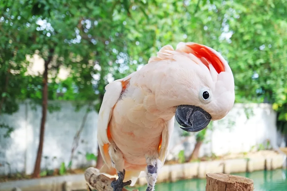 Оранжевохохлый какаду. Обложка © Shutterstock / FOTODOM / lovelypeace